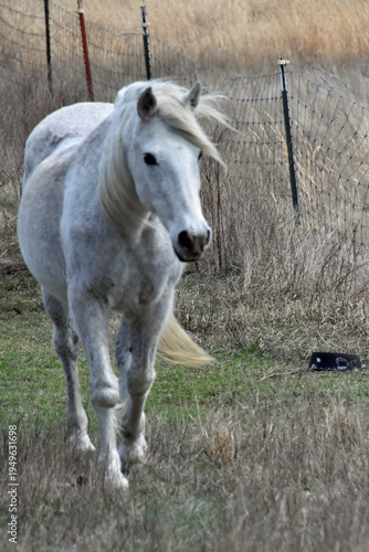 White Horse