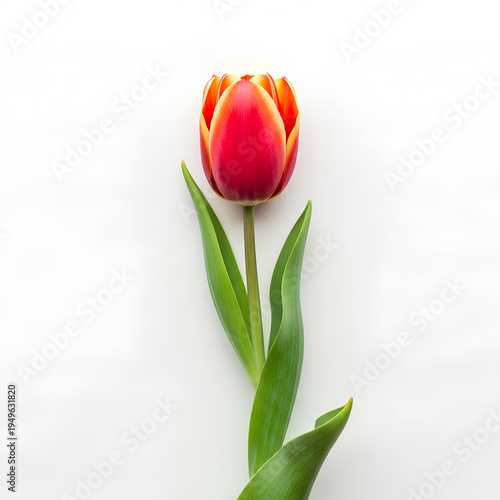 Single Red Tulip Flower Isolated on White Background 1.