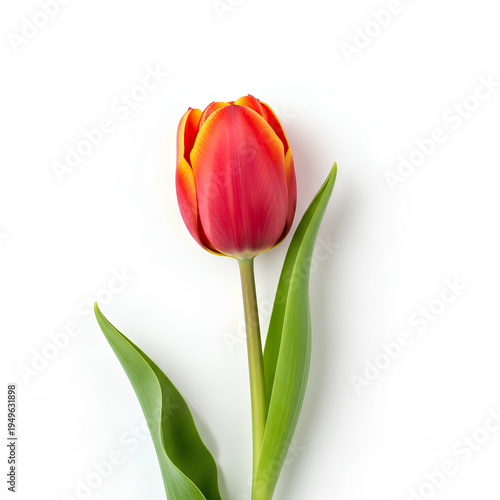 Single Red Tulip Flower Isolated on White Background 5.