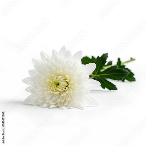 Single White Chrysanthemum Flower with Green Leaves on White Background.