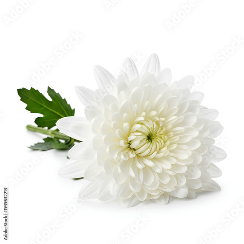 Single White Chrysanthemum Flower with Green Leaf on White Background.