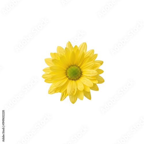 Single Yellow Chrysanthemum Flower Isolated on White Background.