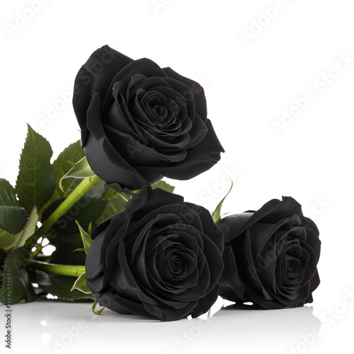 Three Black Roses Isolated on White Background.