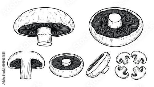 Mushroom slices and whole champignon hand drawn vector collection for food design