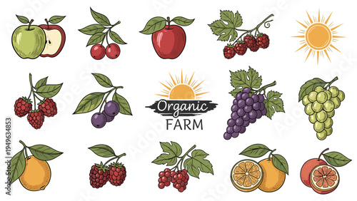 Fresh Fruit Orchard Harvest Vector Illustrations - Organic Farm Branding Elements