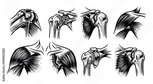 Detailed anatomical illustrations of human shoulder joint and muscles, medical subject