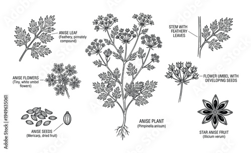 Anise plant botanical illustration showing feathery leaves white umbel flowers seeds and star anise fruit