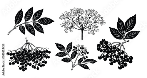 Elderberry plant illustrations, including flower, leaves, unripe and ripe berries in black and white vector