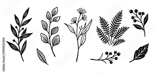 Hand-drawn floral botanical elements illustration, leaf and berry branches in black and white color, natural style.