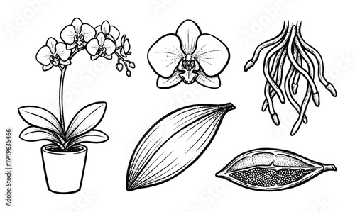Orchid plant, flower, leaf, and roots drawing illustration in black and white line art style. Botanical elements