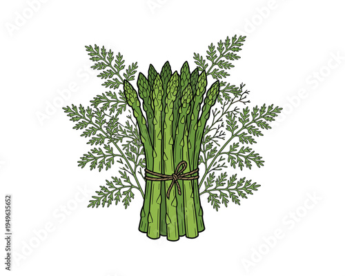 Bunch of fresh green asparagus tied with dill sprigs, culinary herb, vector illustration on a white background