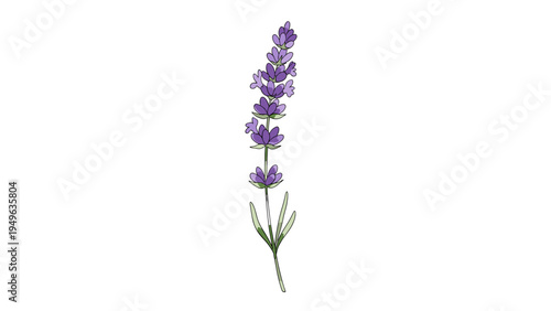 Lavender Sprig Illustration for Aromatherapy, Wellness, and Natural Products Branding