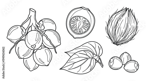 Betel nut, areca palm, betel leaf vector illustration showing seeds, husk and half cut section, in line art style