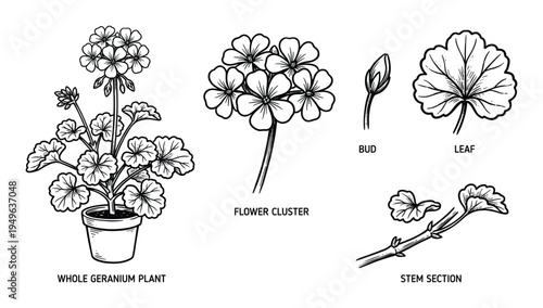 Geranium pelargonium plant diagram including flower cluster bud leaf and stem section