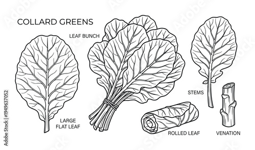 Collard greens vegetable set featuring leaf bunch rolled leaf and stem anatomy