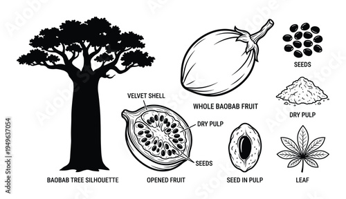 Baobab tree and fruit parts botanical illustration, showing the whole tree, whole fruit, opened fruit, seed, pulp, and leaf