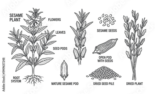 Sesame plant life cycle line art drawing showing root system, leaves, flowers, seed pods, seeds, and dried plant