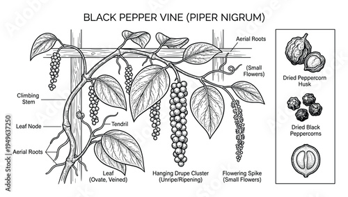 Black pepper vine piper nigrum detailed botanical illustration showing plant parts and peppercorns