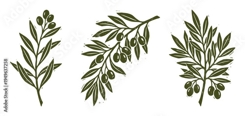 Olive branches vector illustration, Olive tree branches with green olives, olive leaves natural food, nature illustration.
