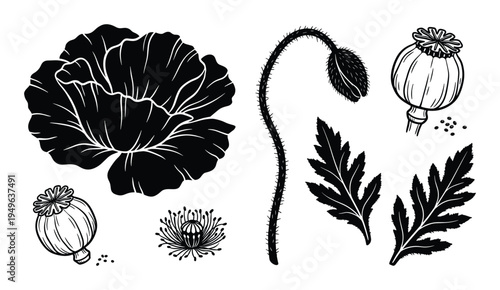 Poppy botanical illustration, poppy flower, poppy bud and seed head, poppy leaves in black and white, Line art vector