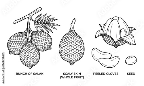 Salak fruit vector illustration, bunch of salak, scaly skin whole fruit, peeled cloves and seed detailed line art