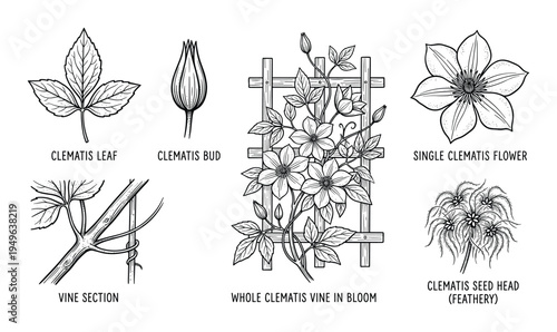 Clematis vine and flower parts botanical illustration