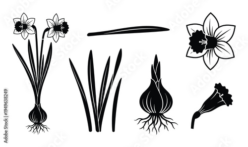 Black and White Narcissus Plant Vector Illustration, Showing Bulb, Leaves and Flowers in Different Stages
