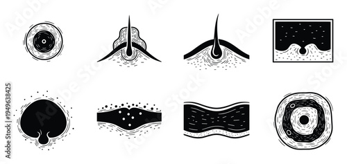 Skin layers vector diagram, skin anatomy with follicles and cross sections in detail line art