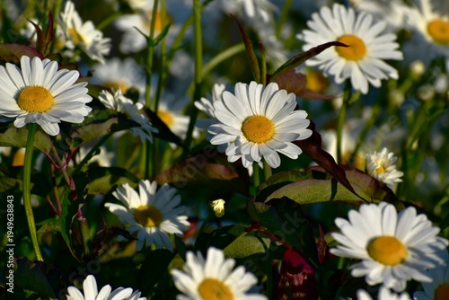 White daisies in a field in sunset light