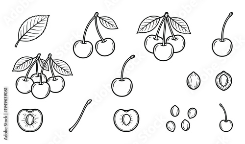 Cherry fruit set with whole cherries on stem leaves cross section pit and stone vector illustration