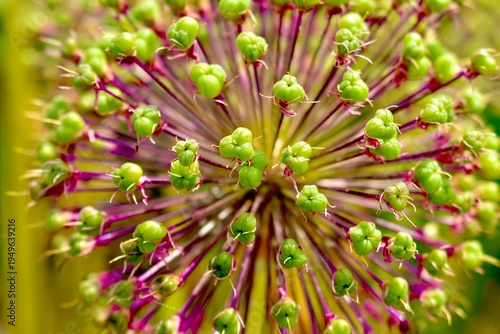 Closeup of a giant onion flowers after blossoming in summer, England, UK