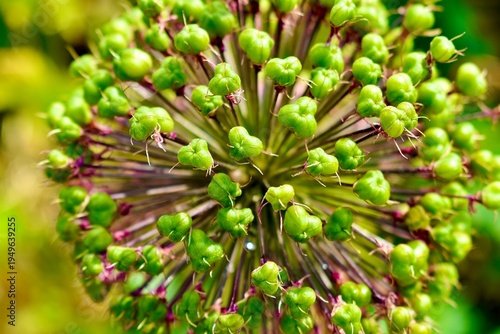 Closeup of a giant onion flowers after blossoming in summer, England, UK