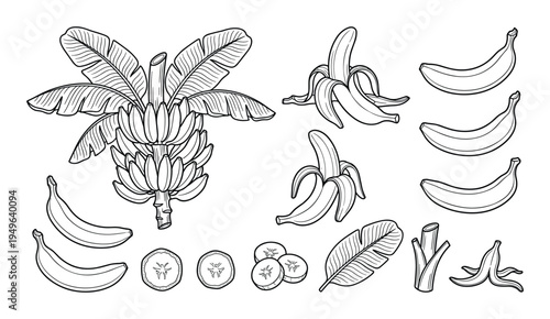 Banana plant fruit and leaves collection including whole bunches peeled snacks and slices