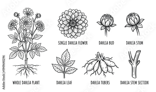 Dahlia plant details including whole plant flower bud stem tubers and leaf