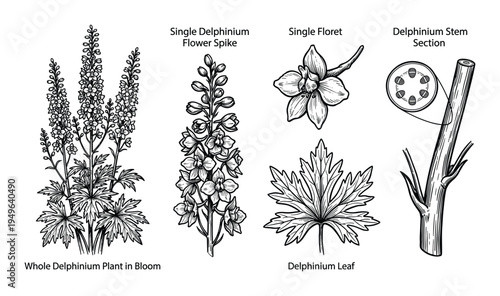 Single delphinium flower spike, floret, leaf, and stem section botanical illustration, whole delphinium plant in bloom detailed vector