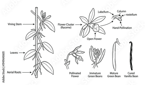 Vanilla planifolia orchid vine botanical illustration showing plant structure, flowers, and beans