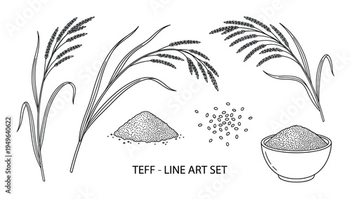 Teff grain line art set with cereal plant stalks flour pile and seeds in ceramic bowl illustration