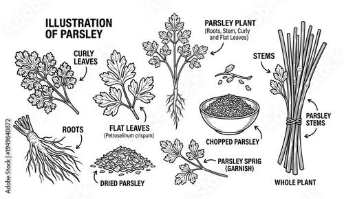 Illustration of parsley varieties and plant parts in hand drawn sketch style