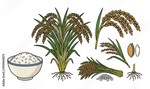 Rice plant elements including stalks, grains, roots, and bowl of cooked rice on transparent background