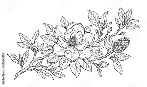 Magnolia flower branch illustration with leaves and seed pod