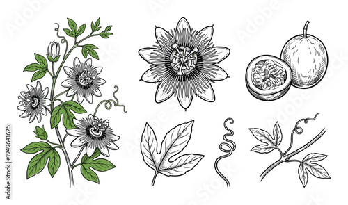 Passion fruit and flower botanical illustration with leaves tendrils and sliced fruit sections