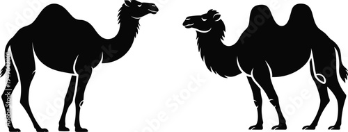 Silhouette illustration of camels facing each other, featuring one-hump dromedary and two-hump Bactrian camel, black vector artwork highlighting desert animals and wildlife design.