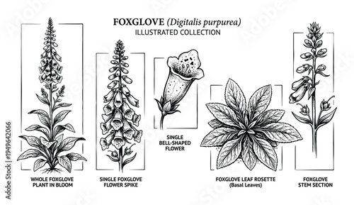 Foxglove plant illustration collection, bell shaped flower and leaf rosette