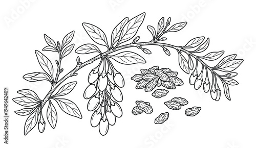 Goji berries branches with leaves and dried goji berries set, healthy food vector illustration