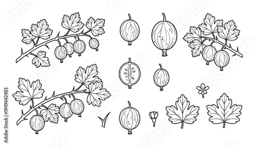 Gooseberry bush branches with berries, leaves, and flowers