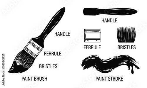 Paint brush anatomy and stroke illustration collection for artistic tools and creative design