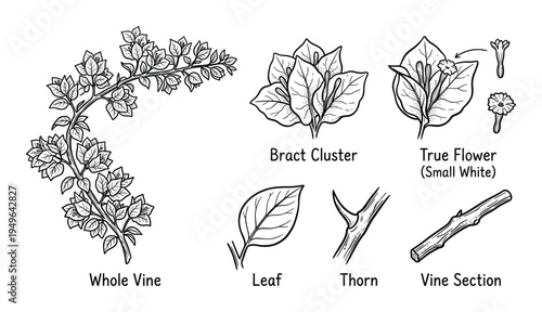 Bougainvillea plant botanical elements including bract cluster true flower and thorny vine section