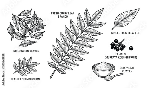 Fresh curry leaf branch botanical illustration with dried leaves, single leaflet, berries and powder
