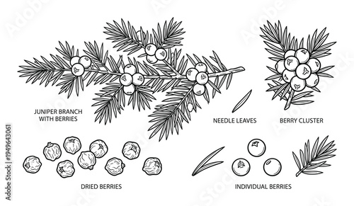 Juniper detailed botanical illustration set with branches, berries, and individual leaves