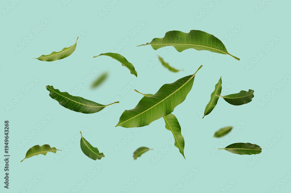 Naklejka premium collection of fresh green mango leaves floating and falling in the air. High-quality isolated image for nature, organic products, and tropical herbal concepts.
